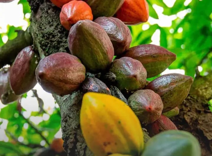 PRODUTORES DO PARÁ CONQUISTAM OURO EM CONCURSO INTERNACIONAL DE CACAU