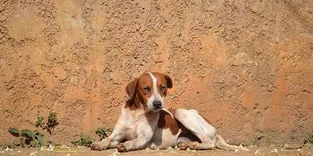 ENCONTROU UM ANIMAL NA RUA? CONFIRA 5 DICAS DE COMO AJUDÁ-LO!