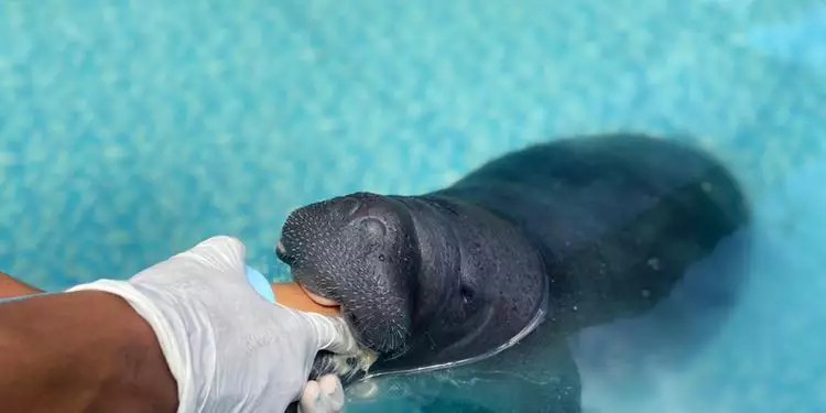 ​PROJETO DE CONSERVAÇÃO DE PEIXES-BOI SERÁ LANÇADO NO PARÁ COM FOCO NA PRESERVAÇÃO DA ESPÉCIE