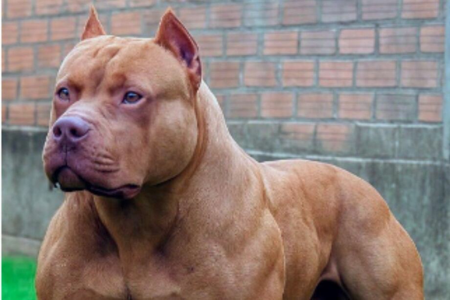GOVERNADOR DE SANTA CATARINA PROIBE PITBULLS E RAÇAS DERIVADAS EM TODO O ESTADO